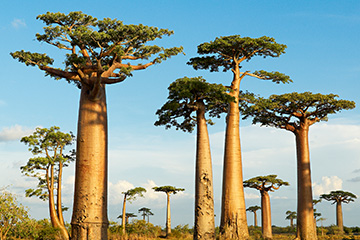 馬達(dá)加斯加貝魯魯哈機(jī)場三字代碼(WBO),貝魯魯哈機(jī)場(Antsoa Airport)四字碼,馬達(dá)加斯加機(jī)場三字碼查詢